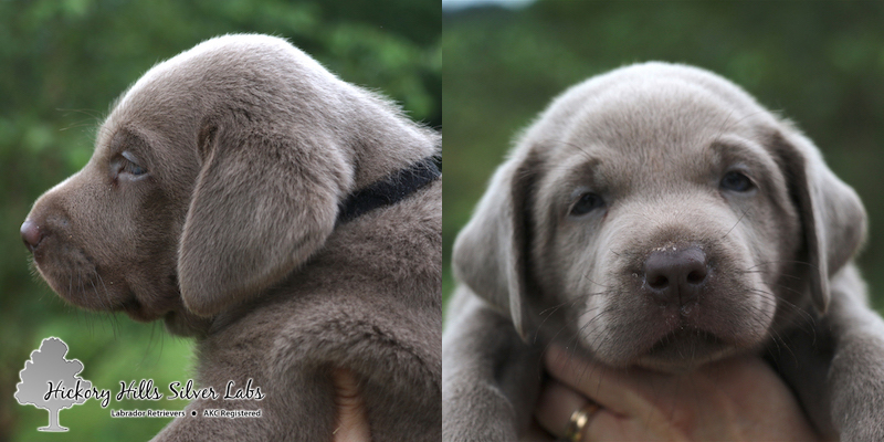 Black 5week bella