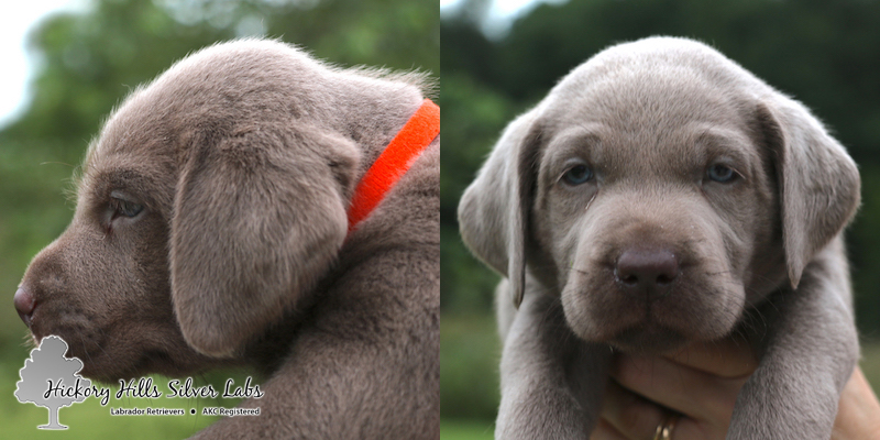 Orange 5week bella