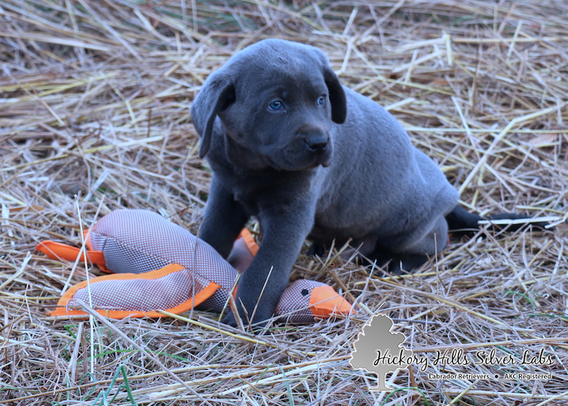 xena-orange-5-week