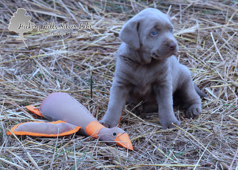 xena-pink-5-week